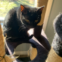 freshtendrils99 avatar