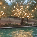 freshthingbird avatar