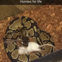 freshwerewolfenthusiast avatar