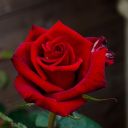 freya-rat-face avatar