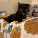 frick-frack-fuck avatar