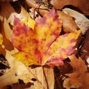 fridaynightdownpour avatar