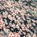 fridaynightxylene avatar