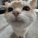 friedarbiterfestival avatar