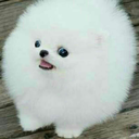 friedtherice avatar