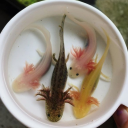 friend-of-axolotls avatar