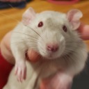 friendlydorothy avatar