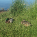 friendlyfloatee avatar