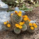 friendlyfronds avatar