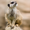friendlyinternetmeerkat avatar