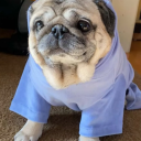 friendlypug avatar