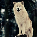 friendlywolfforyou avatar