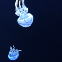 friendofacactus avatar