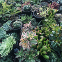 friendofaplant avatar