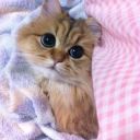 friends-are-friends avatar