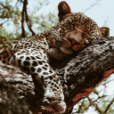 friendtoanimals avatar