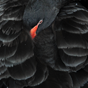 friesian-girl avatar