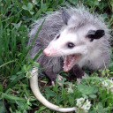 frightfulfaces avatar