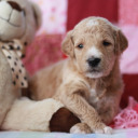 frightgothcar avatar