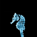 fringeaddict05-20-10 avatar