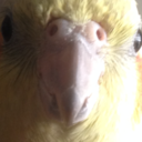 frizbeethecockatiel avatar