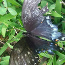 frizzielizzie avatar