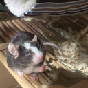 frnkensteinbastard avatar