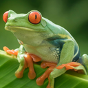 frog-in-tom-hollands-mouth avatar