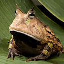 frog-on-leaf avatar