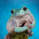 frog-toad-daily avatar
