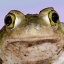 frogcapitalism avatar