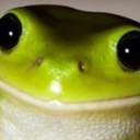 frogfriends avatar