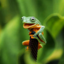 froggieweather avatar