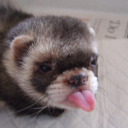 froggyferrets-blog avatar