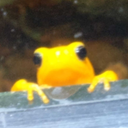 froggyfroo avatar