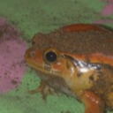 froglordboiii avatar