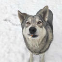 froglover7789 avatar