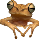 frogmorton avatar