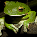 frogportfolio avatar