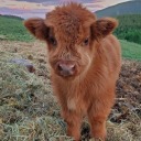 frogqueenfreddo avatar