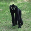 frogslutbirdbitch avatar