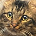 frogsoopremacy avatar