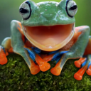 frogsthatbite avatar