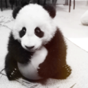 from-lullaby-to-flower avatar