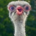 from-the-pickle-jar avatar