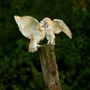 fromdusttoashes avatar