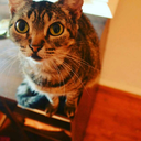 frommylensview avatar