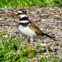 fromtheforestfloor avatar