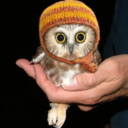 fromtheowlery avatar