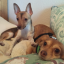 frooteezeebra avatar